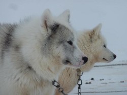 Was sich wohl diese beiden Gefährten nur denken - Oh Gott, nächstes Jahr wieder soviel Trubel :-)